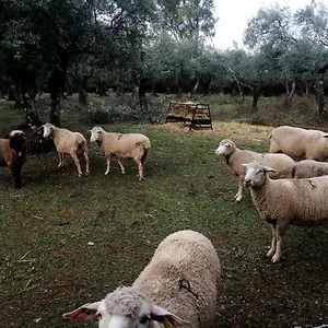 El Venero De Mostoles Constantina